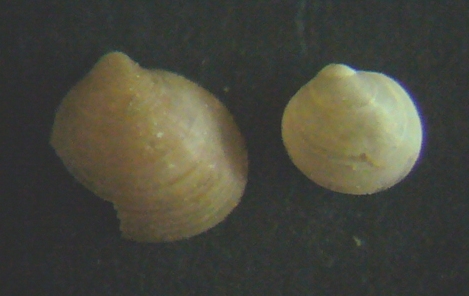 Piccolo bivalve 1